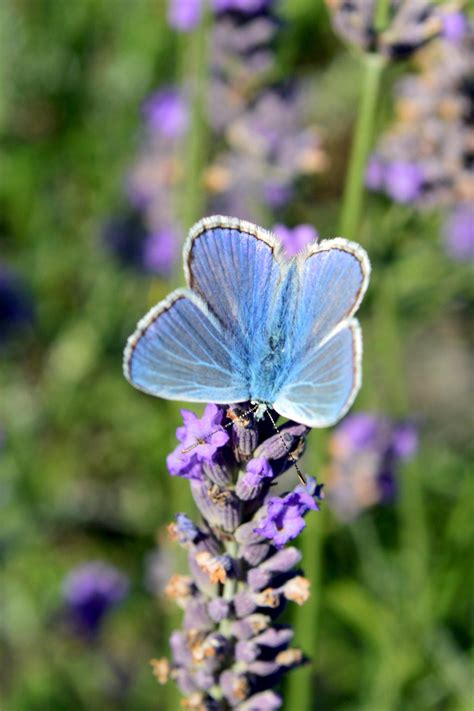 Lavender Butterfly by aegiandyad on DeviantArt