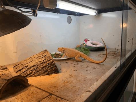 Bearded Dragon Habitat: How to Create the Best Tank Setup? | Pets Nurturing