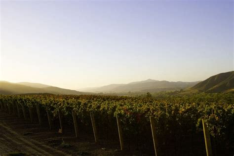 Gainey Vineyard (Santa Barbara) • Wine Tastings, Tours, Reviews & Hours