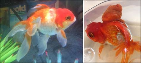 Nemo the goldfish recovering after rare tumour op - ARY NEWS