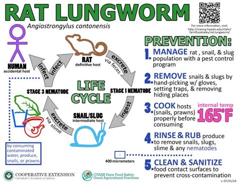 Rat Lungworm Disease - Is This Dangerous Parasite Near You?