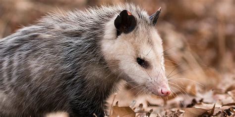 Improve wildlife habitat with Northern Virginia Conservation Trust – Fairfax Master Naturalists