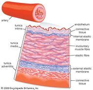 Tunica adventitia | anatomy | Britannica.com