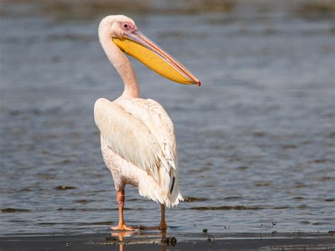 Great White Pelican - eBird