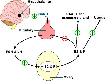 Topic:Estrogens and Female Reproductive Drugs