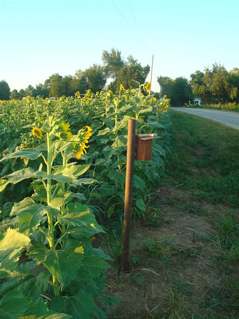 Countdown to Sunflower Season – Clear & Concise