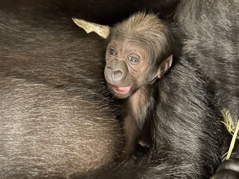 Endangered Western Lowland Gorilla Born At Smithsonian’s National Zoo - Secret DC