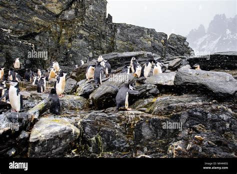 Penguins on the Elephant Island Stock Photo - Alamy