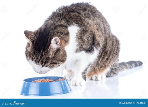 Cat eating wet food stock image. Image of feeding, diet - 59589801