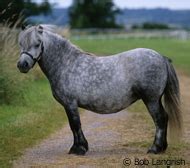 Shetland Pony | Breeds, Breeds and More Breeds