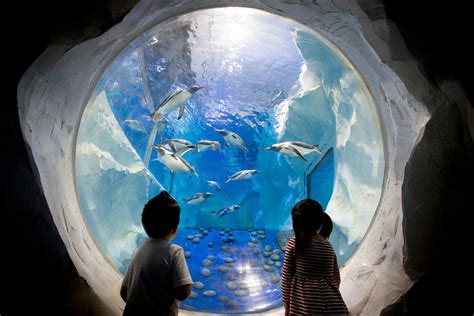 National SEA LIFE Centre Birmingham - Home to the UK’s Only 360-Degree Ocean Tunnel - Go Guides