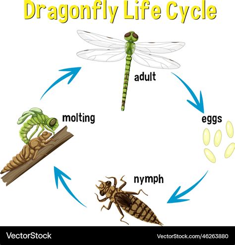 Images Dragonfly Life Cycle Life Cycle Dragonfly Sequence Stages | The Best Porn Website