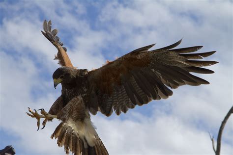 Popular Raptor Free Flight Presentations Begin October 17 at the Desert ...