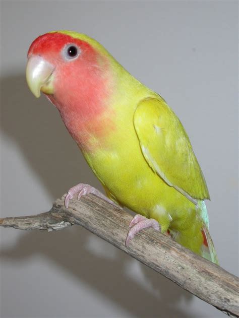 Lovebird - Golden Cherry | 鳥