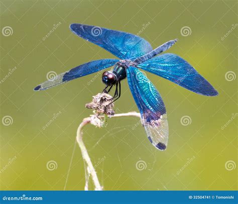 Iridescent blue dragonfly stock image. Image of eyes - 32504741