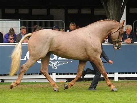 The 15 Best Work & Draft Horse Breeds - Seriously Equestrian