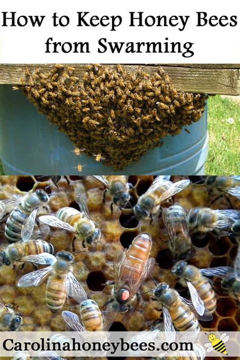 Improving Honey Bee Swarm Prevention Techniques - Carolina Honeybees