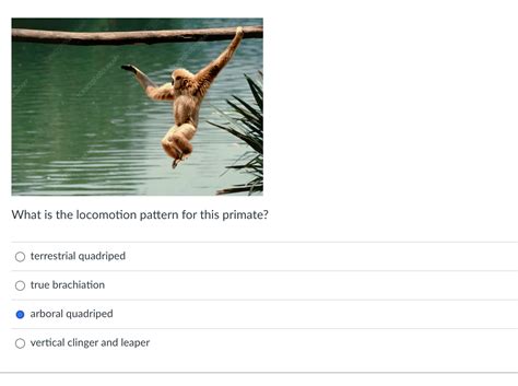 Solved What is the locomotion pattern for this primate? | Chegg.com