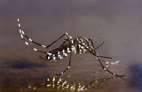 Asian Tiger Mosquito | Center for Invasive Species Research