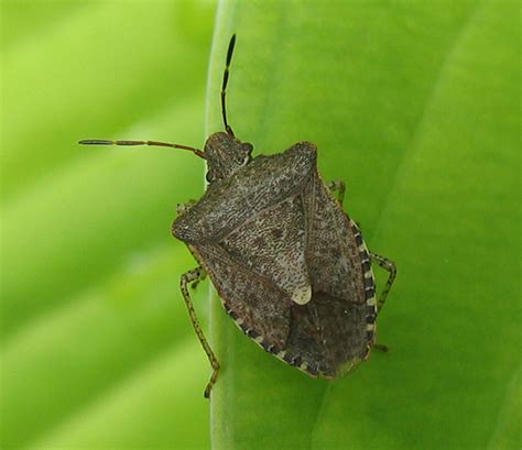 Spined Soldier Bug - Euschistus tristigmus - BugGuide.Net