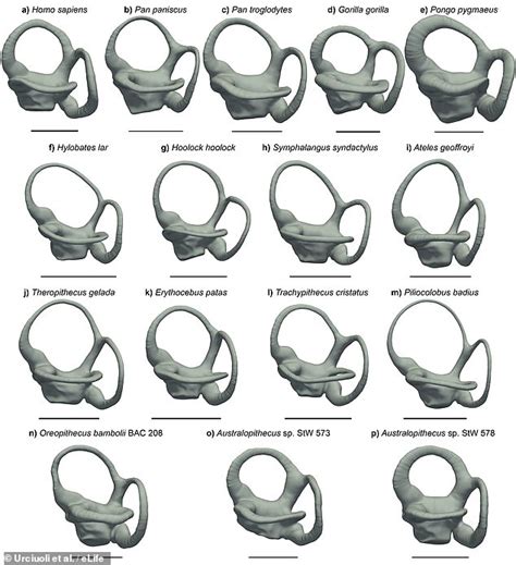 Apes' inner ears could help scientists reconstruct the early branches of the human family tree ...