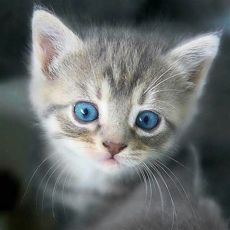 Pin by Kimtaetae0712 on Cats | Kittens cutest, Animals beautiful, Kittens