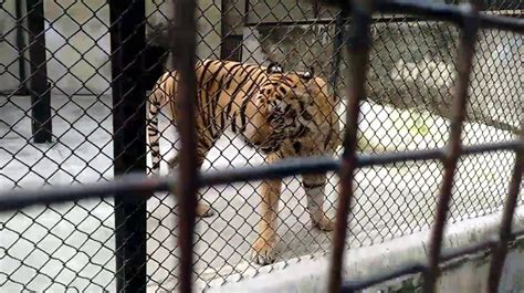 Kolkata’s Alipore Zoo alerted by Central body after tigress in US tests COVID-19 positive - The ...