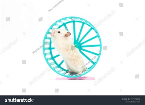 8 Gerbil In A Wheel Over White Background Stock Photos, Images & Photography | Shutterstock