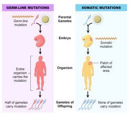 Genome Biology: Techniques to study de novo mutations – Centre for ...