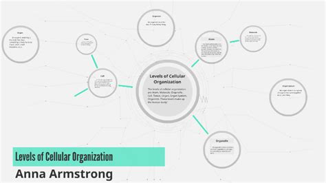 Levels of Cellular Organization by Anna Armstrong