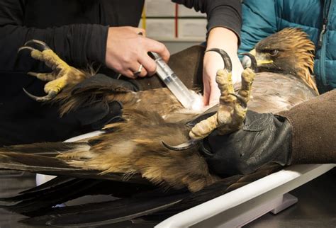 Raptor rescue network arises statewide - WyoFile