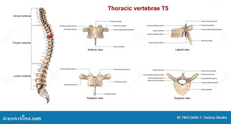 Thoracic Vertebrae T2 Stock Photo | CartoonDealer.com #81729156