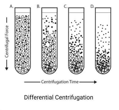 Centrifuge- Principle, Parts, Types, Uses, Examples