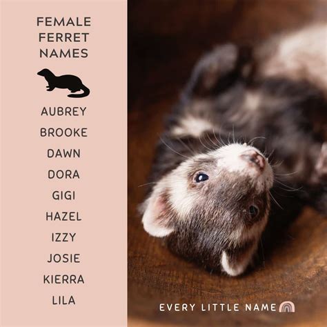 280 Best Ferret Names (Cute, Cool, and Unique) - Every Little Name