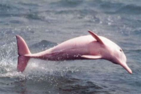 Vidéo : Pinky, le dauphin rose qui fascine les Américains