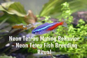 Neon Tetras Mating Behavior – Breeding Ritual - Tetra Fish Care