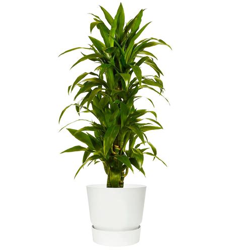 Dracaena Janet Craig Plant | Dracaena, Janet craig plant, Plant care