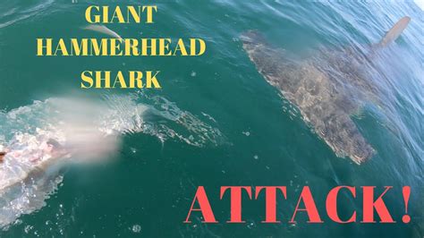 Giant Hammerhead Shark Attack - Moldy Chum