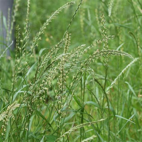 Perennial Ryegrass (Lolium perenne) - Great Basin Seeds