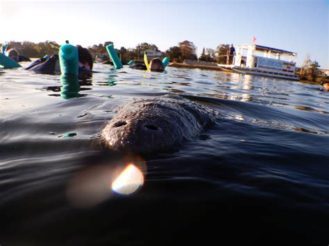 Manatee Habitat & Behavior - Swim With The Manatees