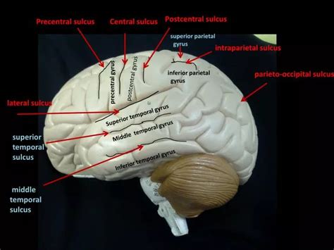 PPT - lateral sulcus PowerPoint Presentation, free download - ID:2263882