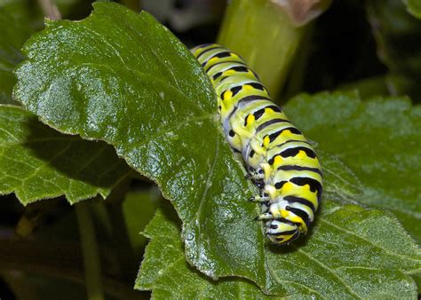 Eastern Black Swallowtail Caterpillar Photograph by Michael Peychich