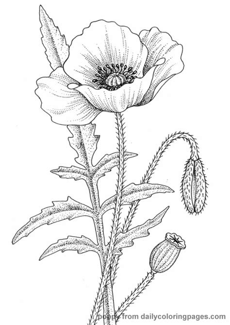 Realistic Flower Coloring Pages - Flower Coloring Page