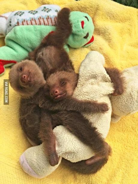 Two baby sloths are cuddling together. - Animals | Cute baby sloths, Cute sloth pictures, Happy ...