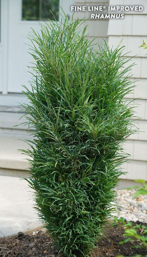 36 Deer Resistant Shrubs ideas in 2021 | shrubs, plants, deer resistant ...