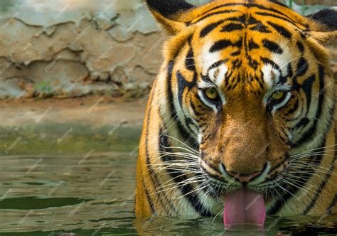 Premium Photo | Close up face tiger drinking water