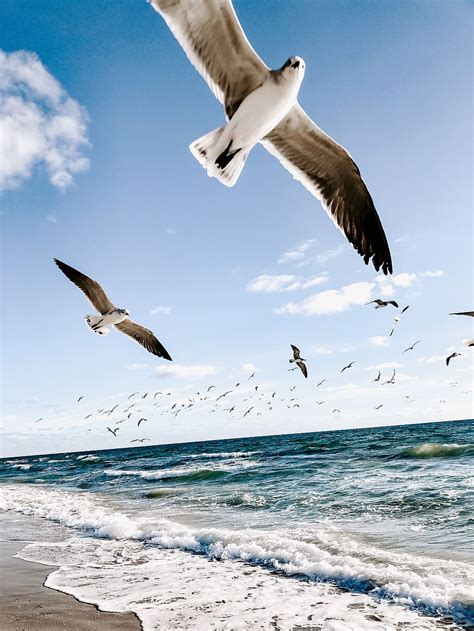 Seabirds 1080P, 2K, 4K, 5K HD wallpapers free download | Wallpaper Flare