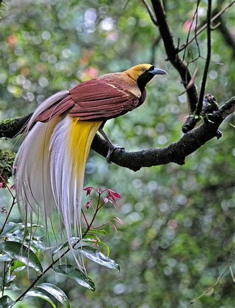 The Raggiana Bird-of-paradise, (Paradisaea raggiana) also known as Count Raggi's Bird-of ...