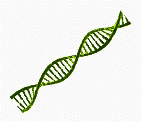 Green DNA String PNG Image | Citypng