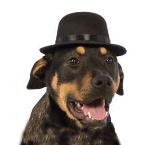 Rubie's Top Hat Dog Costume - Black | BaxterBoo